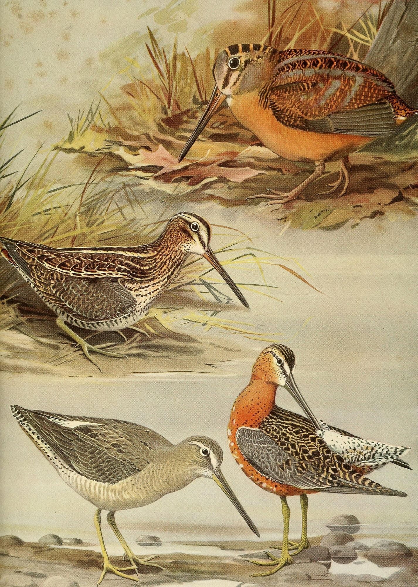 Birds of Massachusetts 1925 Woodcock Snipe Dowitcher Canvas Art - LA Fuertes (24 x 36)