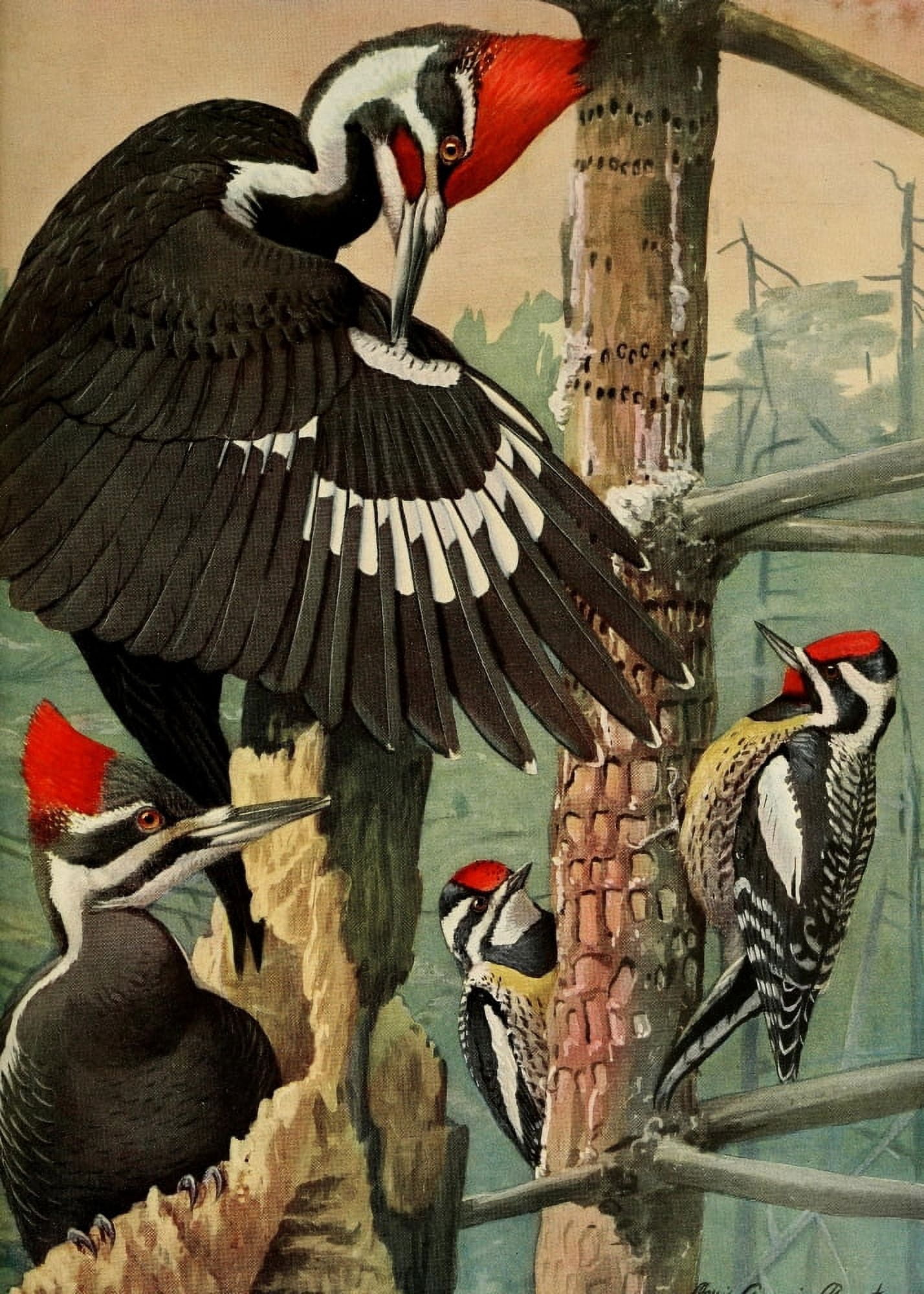 Birds of Massachusetts 1925 Woodpecker Sapsucker Canvas Art - LA Fuertes (18 x 24)