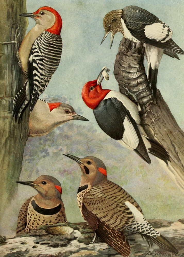Birds of Massachusetts 1925 Woodpeckers Flicker Canvas Art - LA Fuertes (18 x 24)