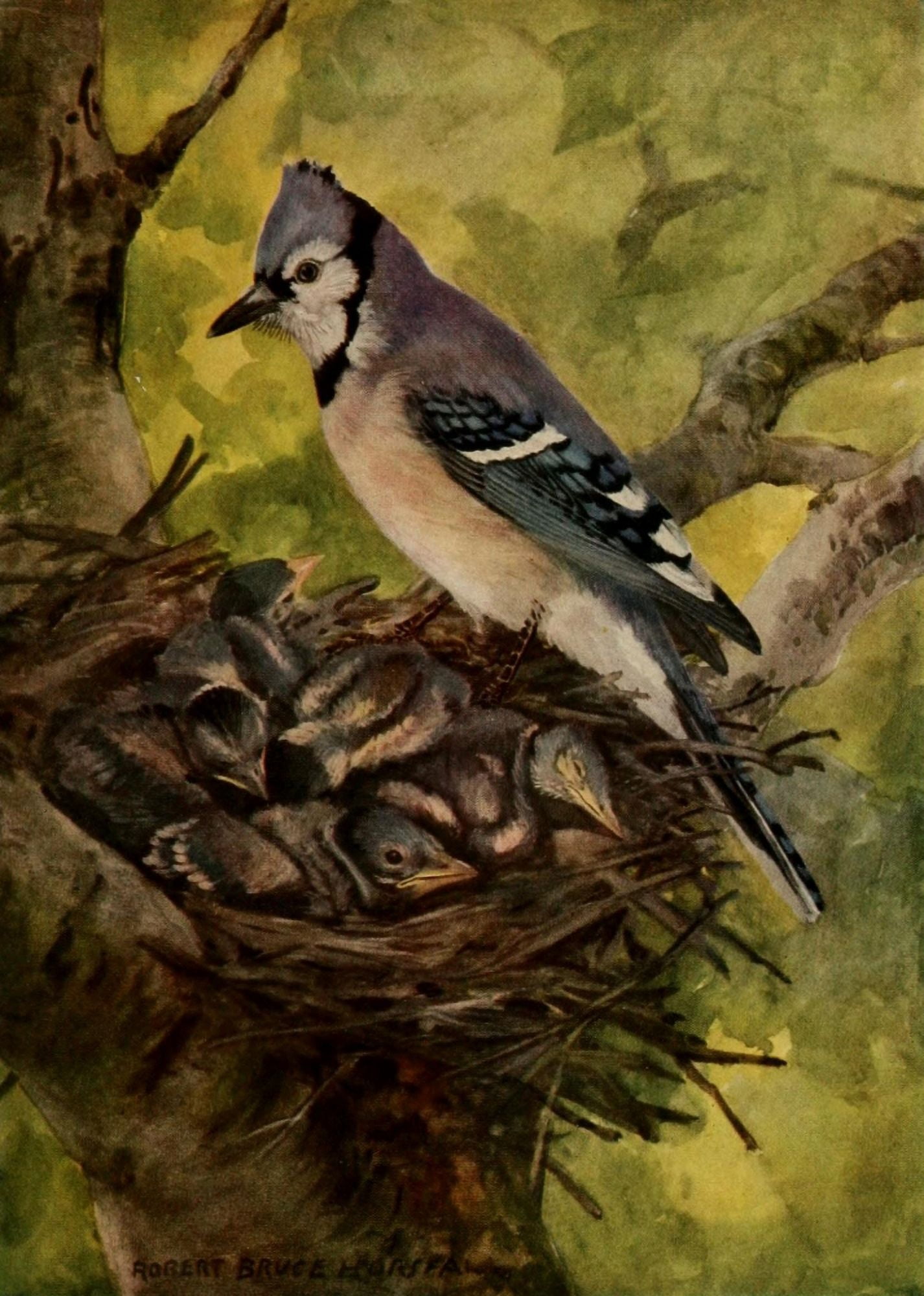 Birds of N Carolina 1919 Blue Jay Canvas Art - RB Horsfall (18 x 24)