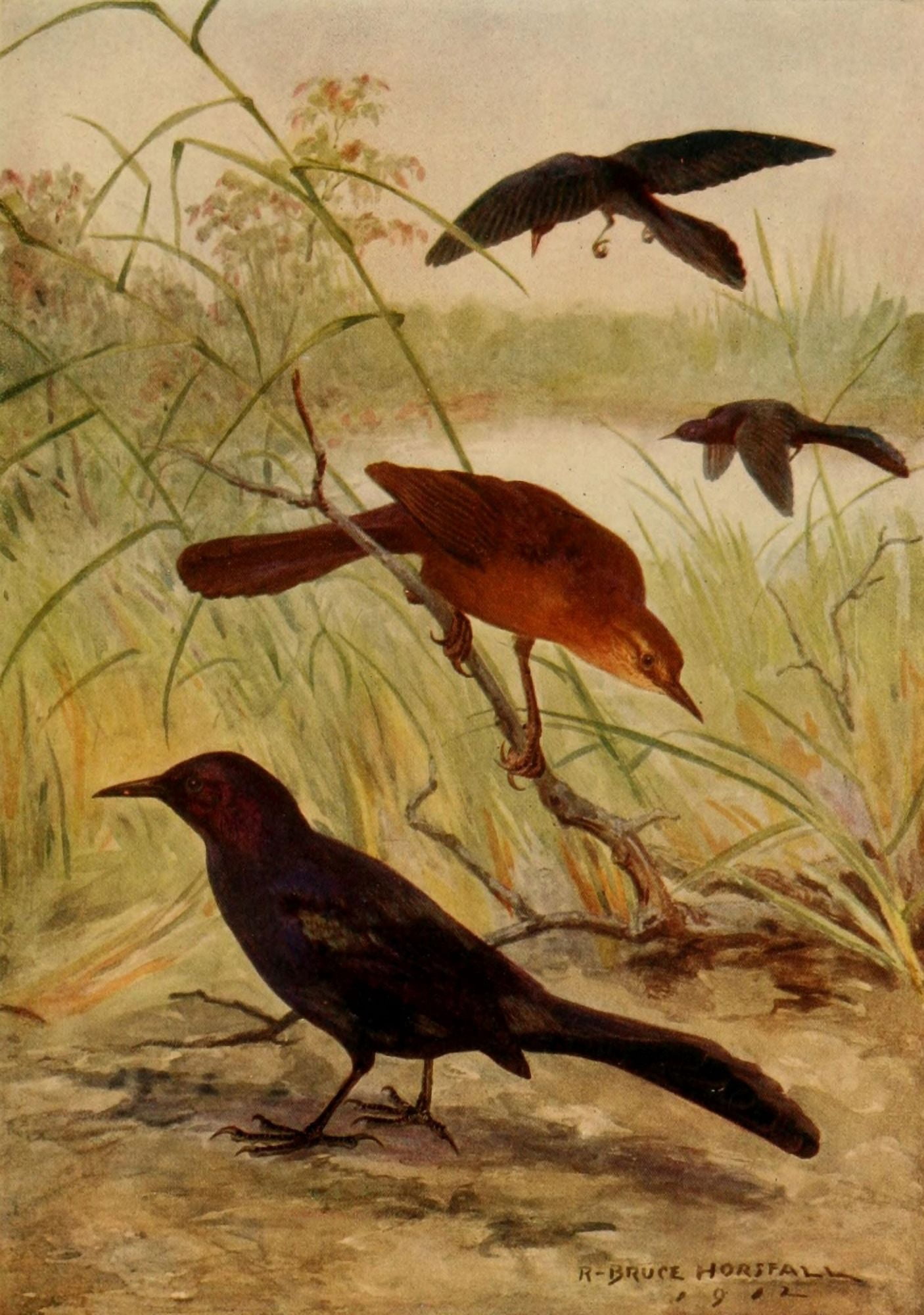 Birds of N Carolina 1919 Boat-tailed Grackle Canvas Art - RB Horsfall (24 x 36)