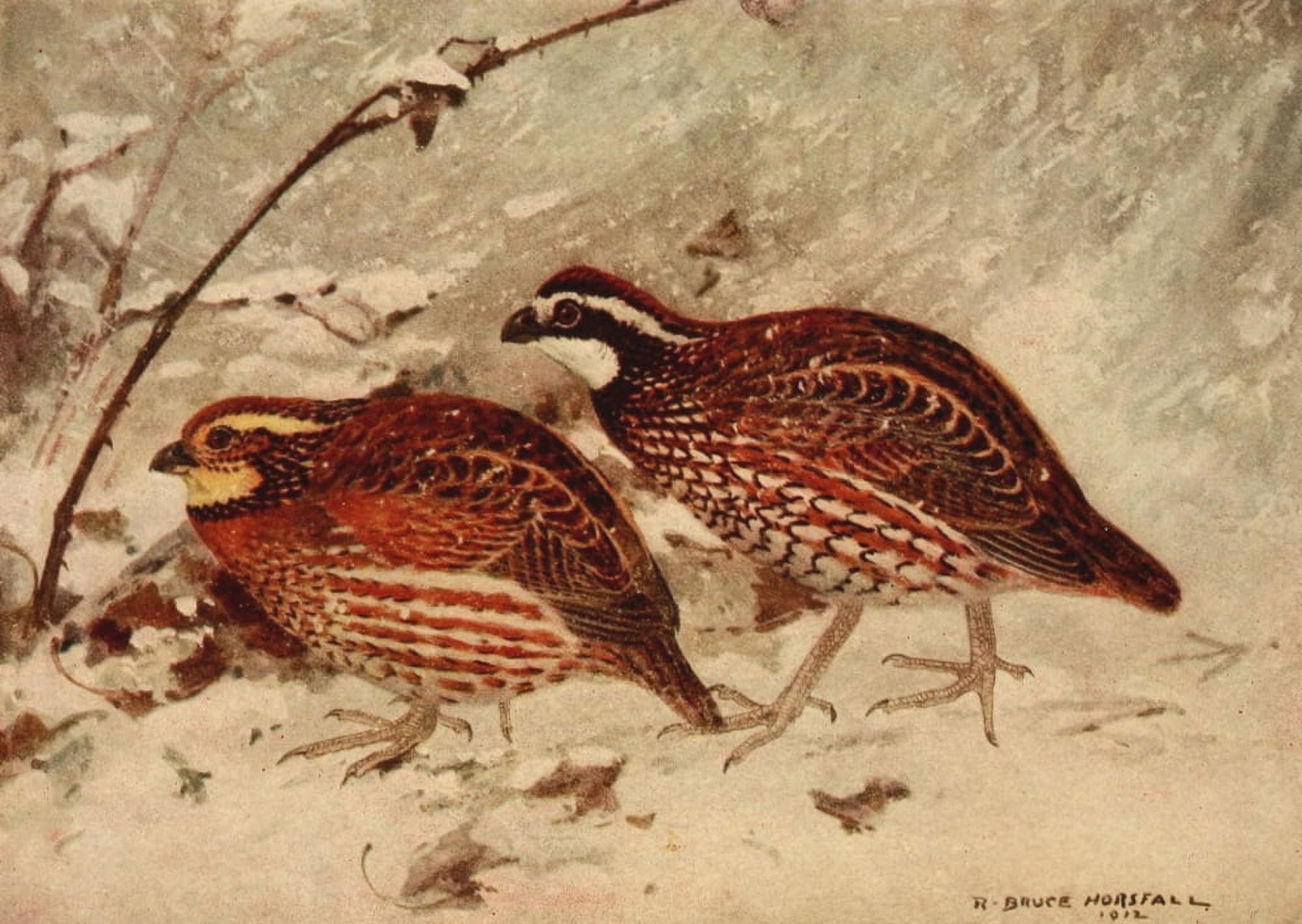 Birds of N Carolina 1919 Bob-white Canvas Art - RB Horsfall (24 x 36)