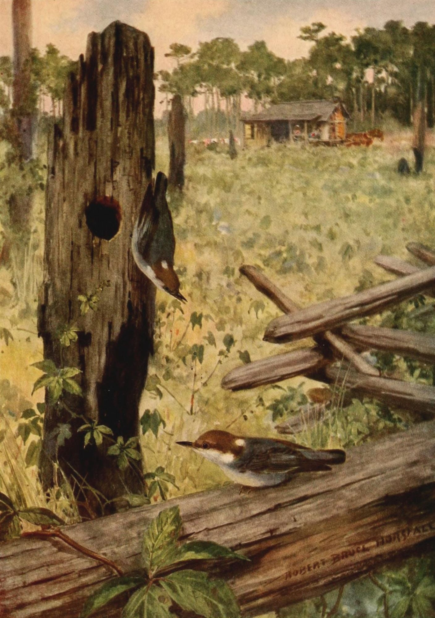 Birds of N Carolina 1919 Br-headed Nuthatch Canvas Art - RB Horsfall (24 x 36)