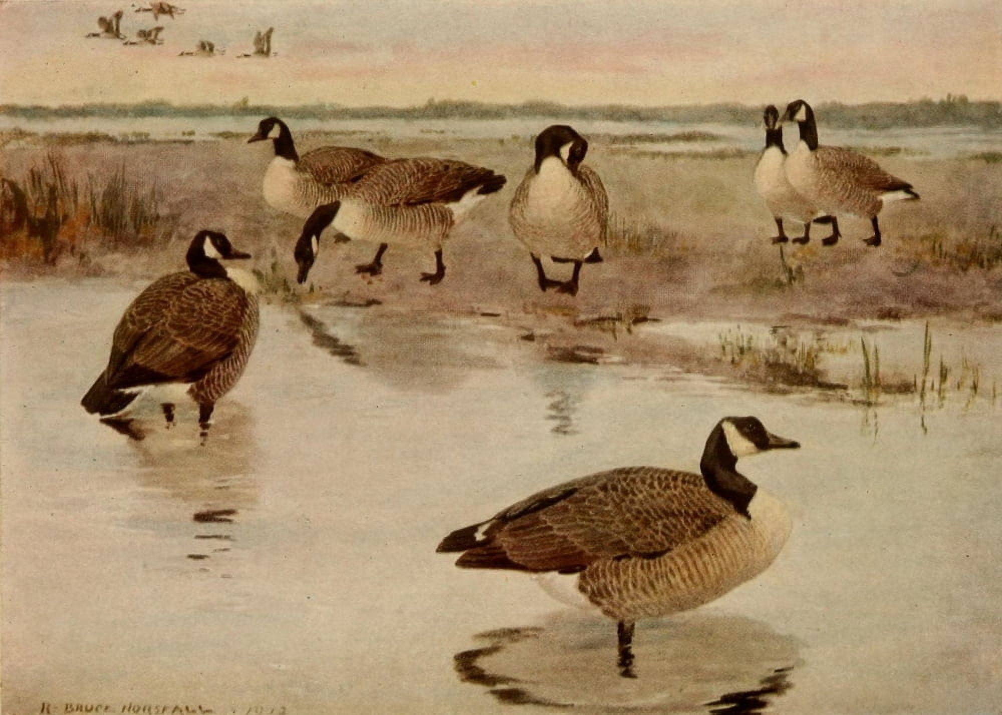 Birds of N Carolina 1919 Canada Goose Canvas Art - RB Horsfall (18 x 24)