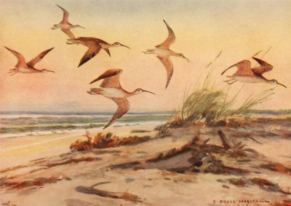 Birds of N Carolina 1919 Hudsonian Curlew Canvas Art - RB Horsfall (18 x 24)