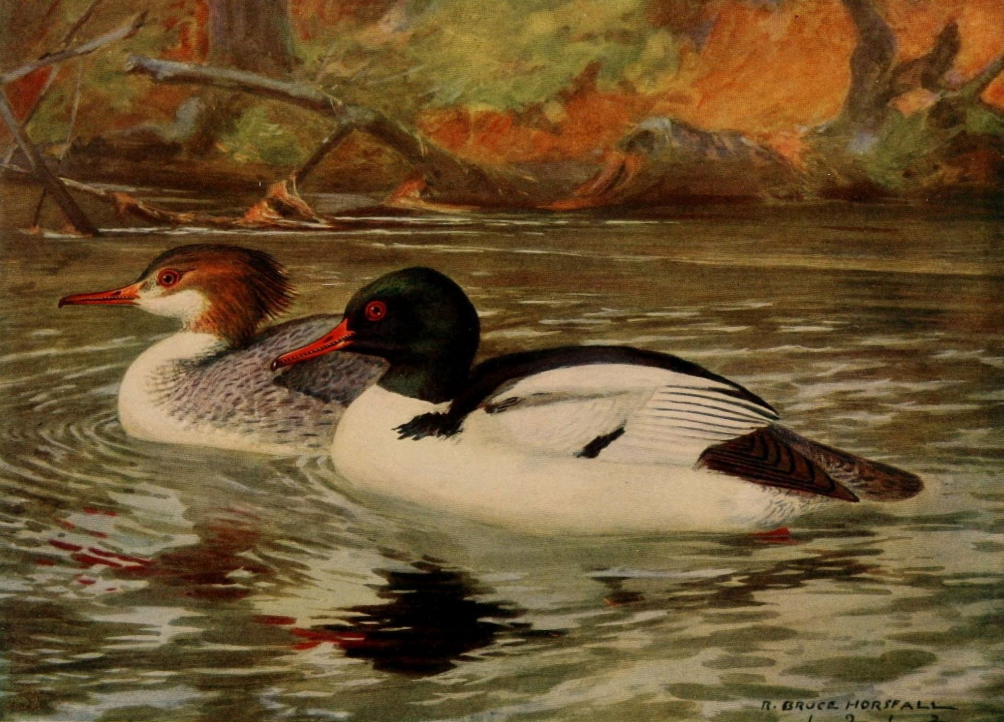 Birds of N Carolina 1919 Merganser Canvas Art - RB Horsfall (18 x 24)