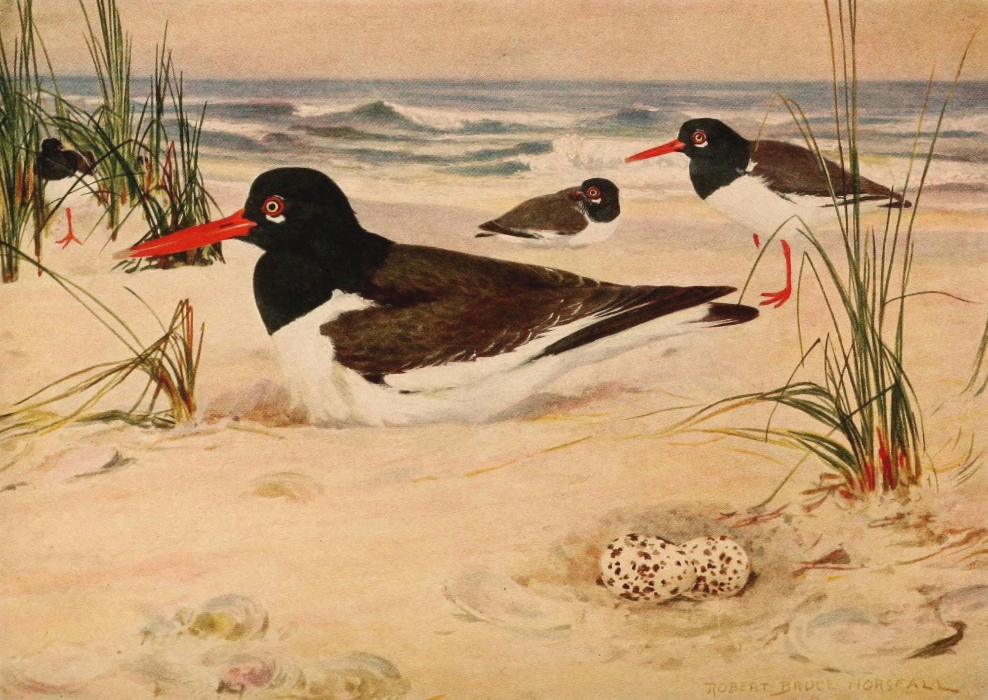 Birds of N Carolina 1919 Oyster Catcher Canvas Art - RB Horsfall (24 x 36)