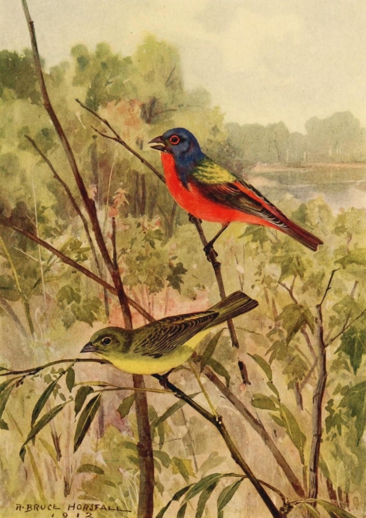 Birds of N Carolina 1919 Painted Bunting Canvas Art - RB Horsfall (18 x 24)