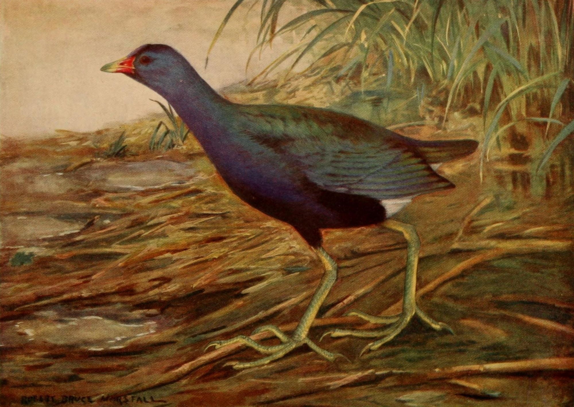 Birds of N Carolina 1919 Purple Gallinule Canvas Art - RB Horsfall (18 x 24)