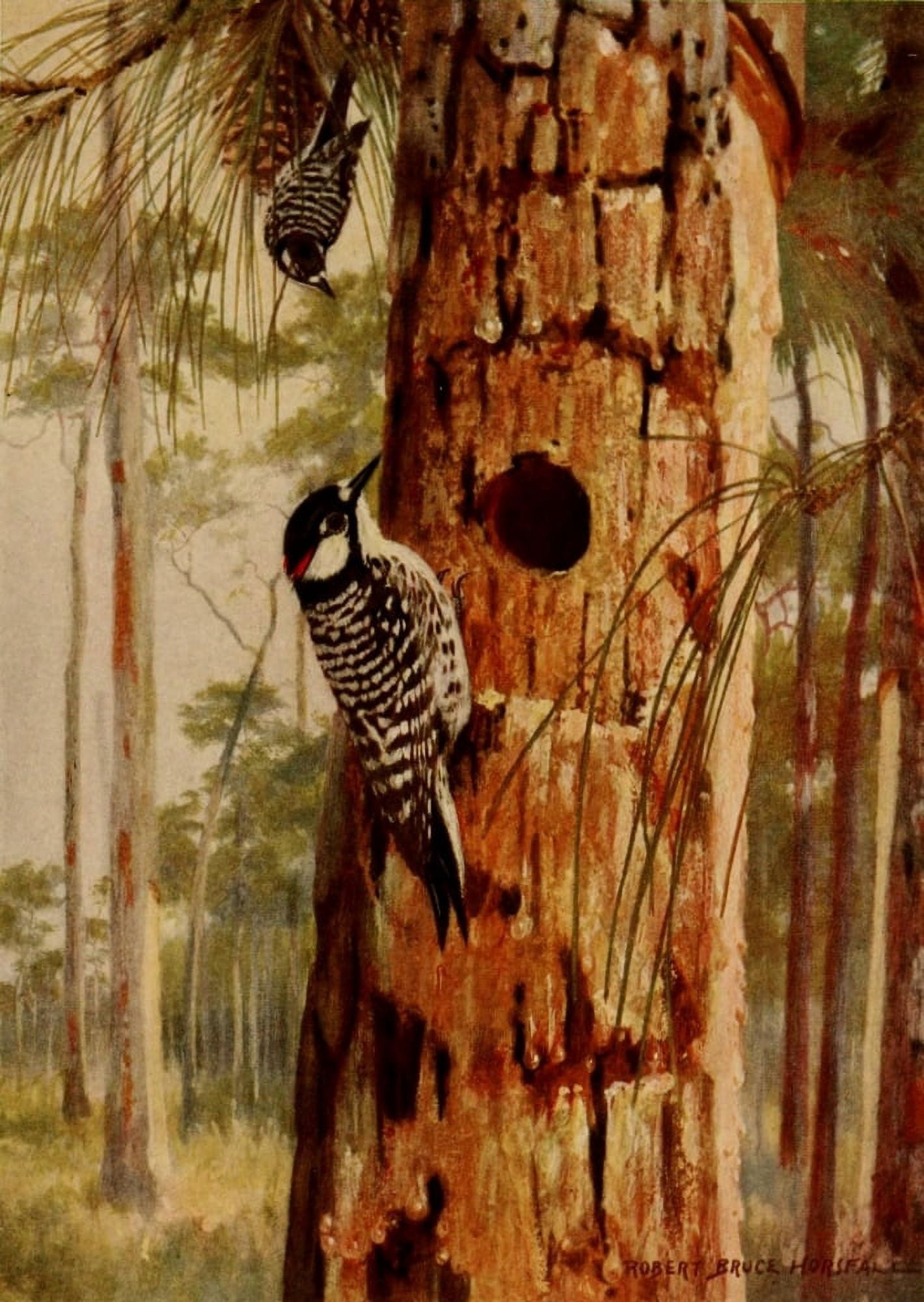 Birds of N Carolina 1919 Red-Ckdd Woodpecker Canvas Art - RB Horsfall (24 x 36)