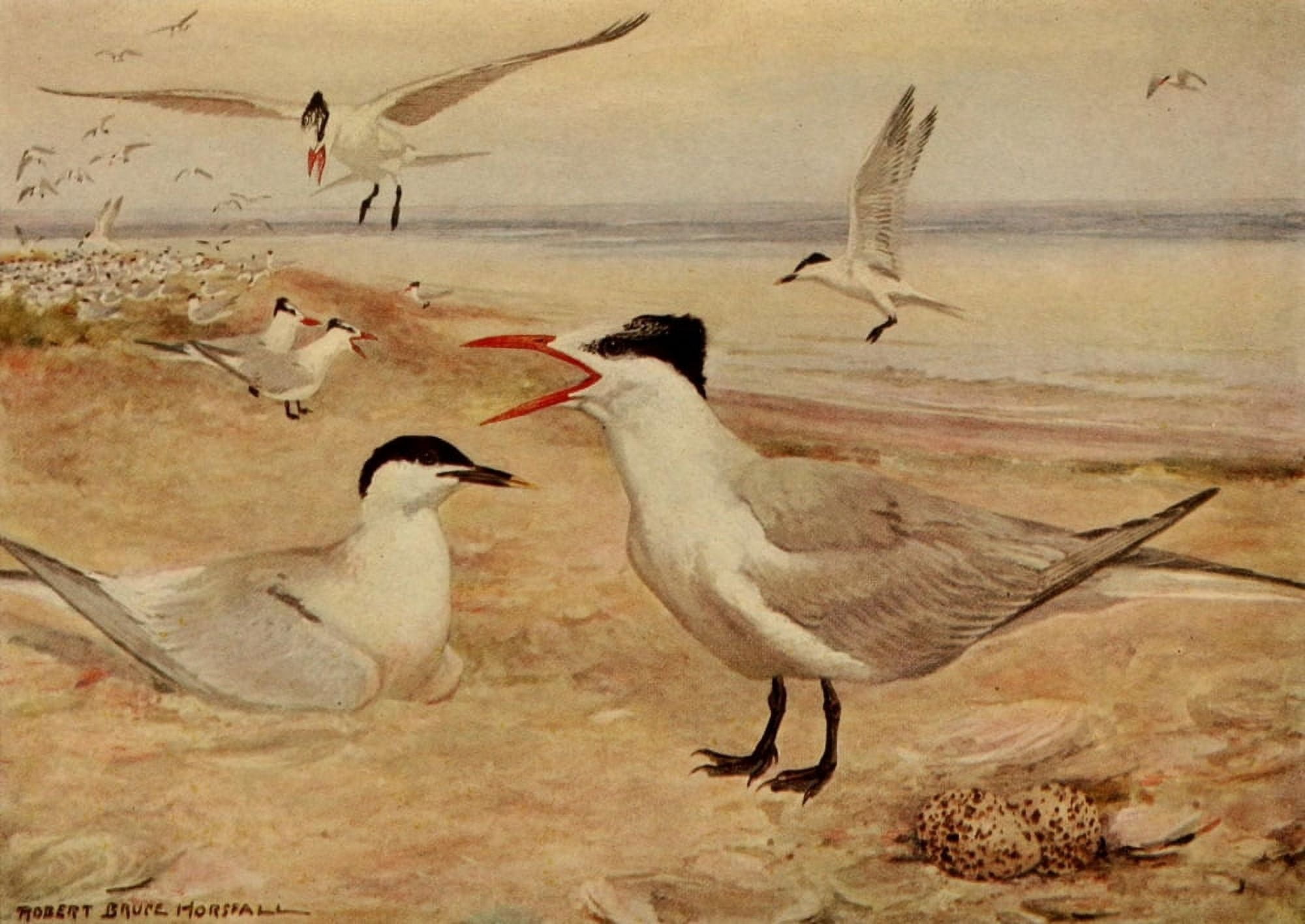Birds of N Carolina 1919 Royal Tern Canvas Art - RB Horsfall (24 x 36)