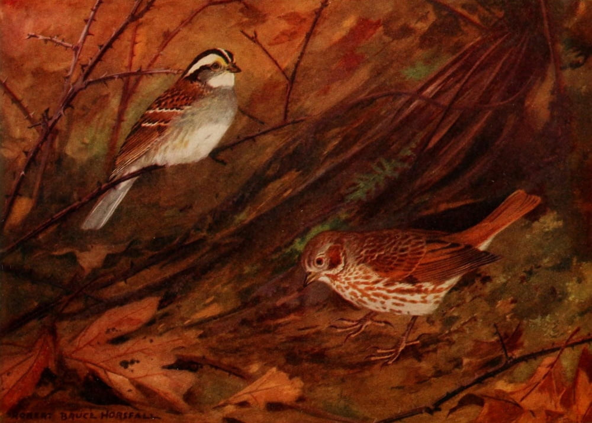 Birds of N Carolina 1919 Sparrows Canvas Art - RB Horsfall (24 x 36)