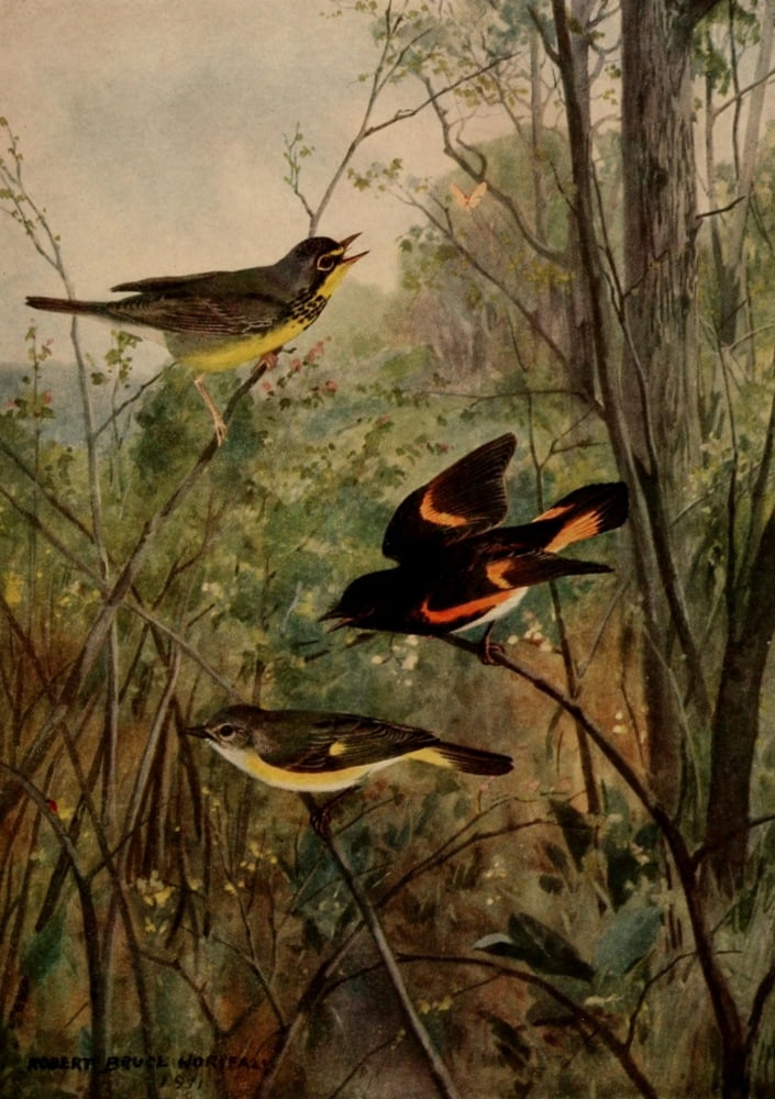 Birds of N Carolina 1919 Warbler & Redstart Canvas Art - RB Horsfall (24 x 36)
