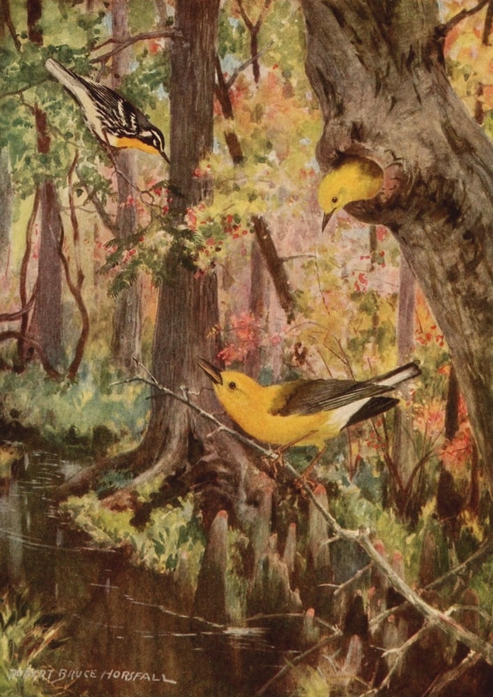 Birds of N Carolina 1919 Warblers Canvas Art - RB Horsfall (18 x 24)