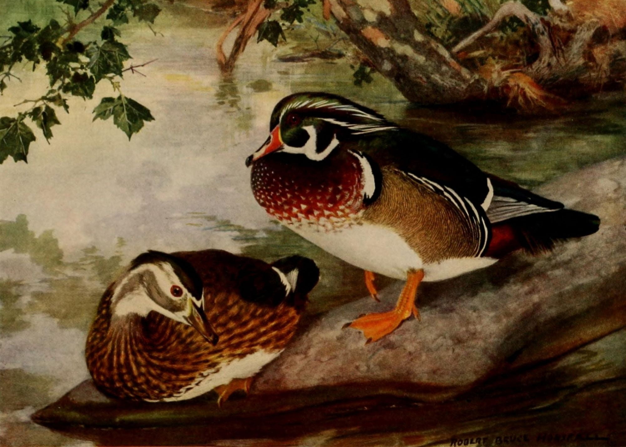 Birds of N Carolina 1919 Wood Duck Canvas Art - RB Horsfall (24 x 36)