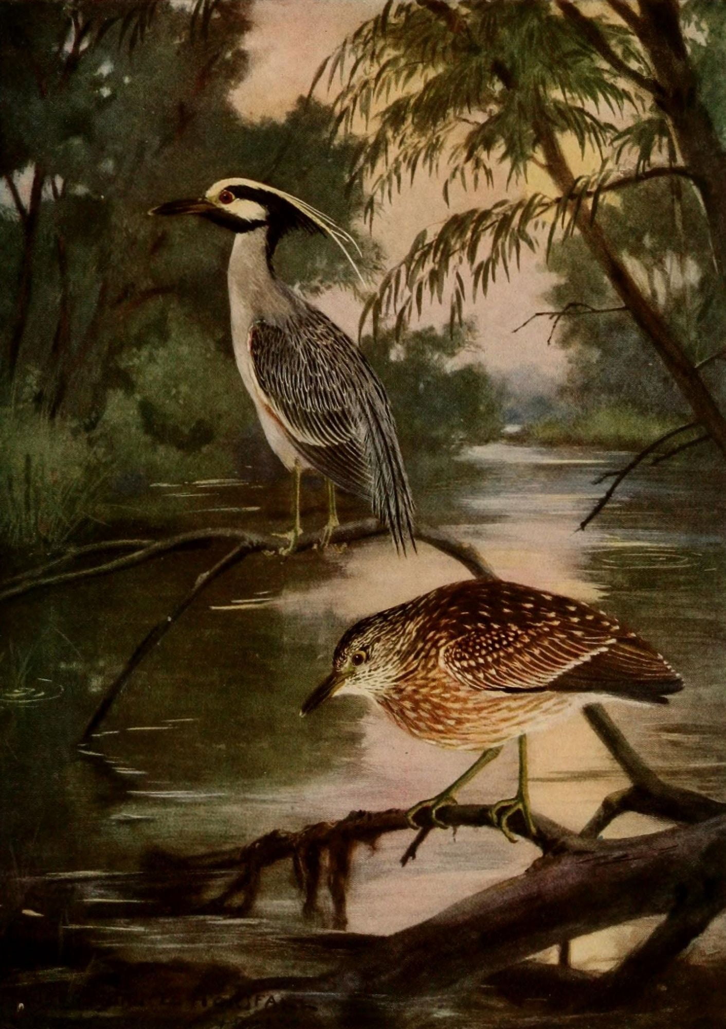 Birds of N Carolina 1919 Ylw-crwnd Night Heron Canvas Art - RB Horsfall (24 x 36)