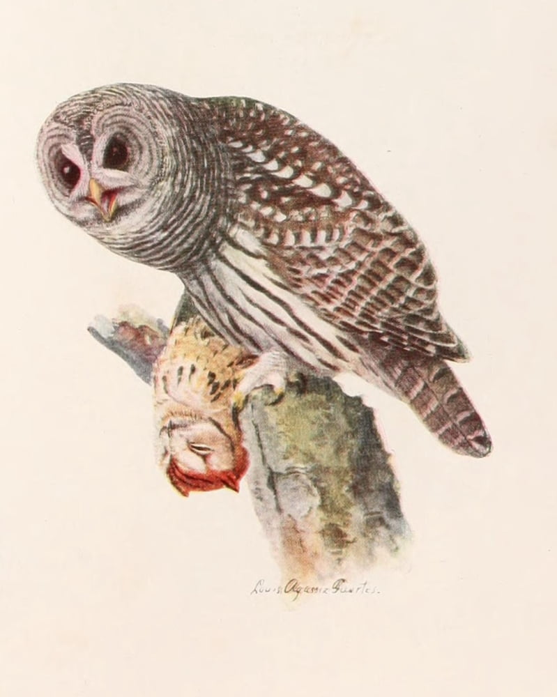 Birds of NY 1910 Barred Owl Canvas Art - LA Fuertes (24 x 36)