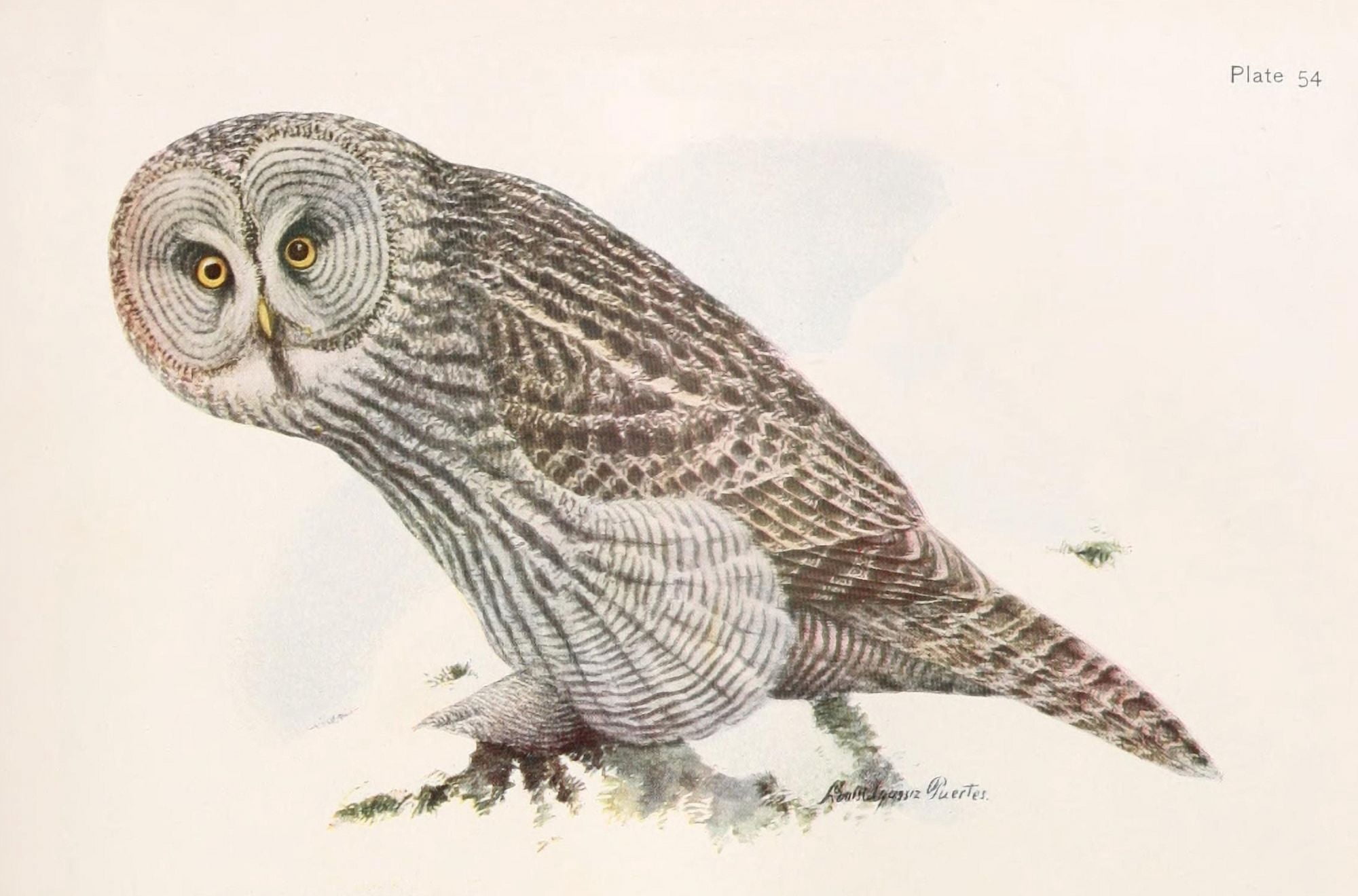 Birds of NY 1910 Great Gray Owl Canvas Art - LA Fuertes (18 x 24)