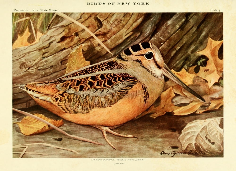 Birds of NY 1914 American Woodcock Canvas Art - LA Fuertes (18 x 24)
