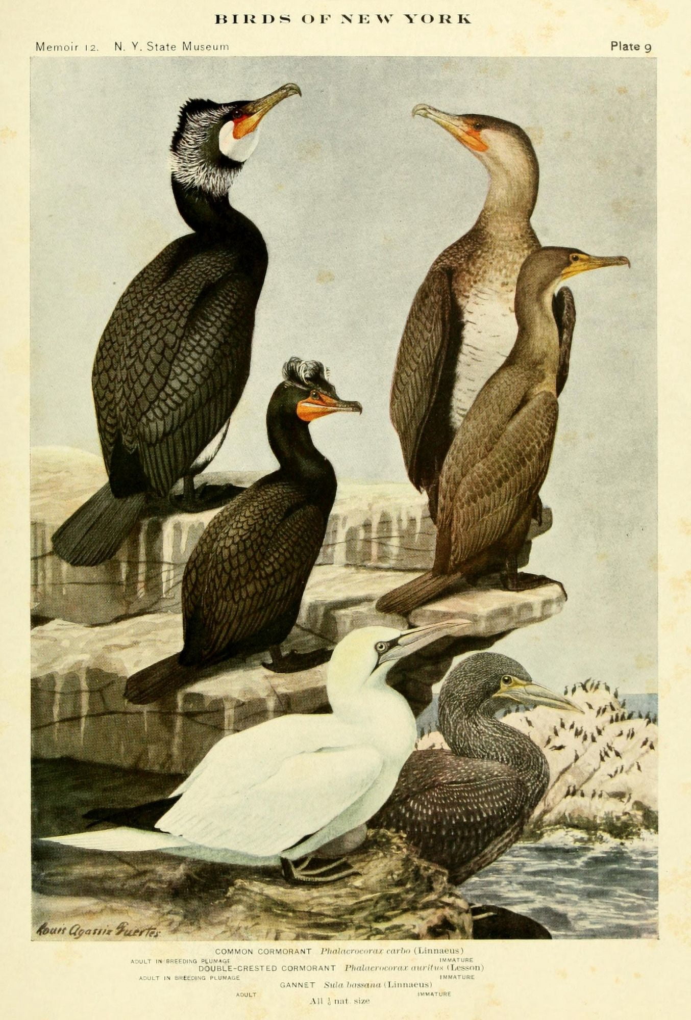 Birds of NY 1914 Cormorants & Gannet Canvas Art - LA Fuertes (24 x 36)