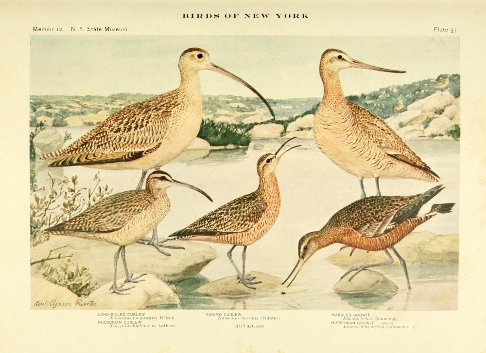 Birds of NY 1914 Curlews Canvas Art - LA Fuertes (18 x 24)