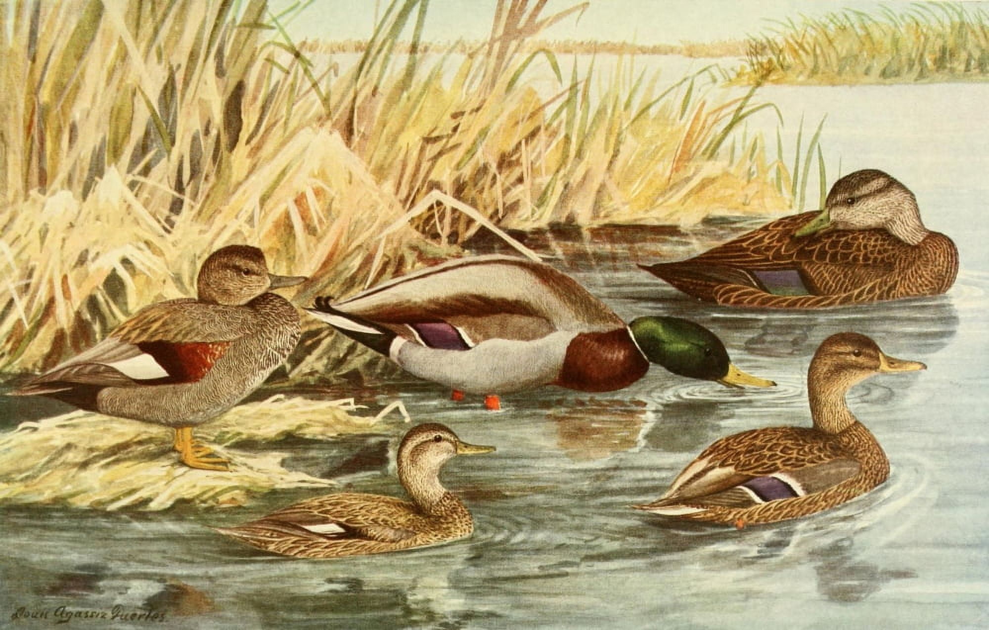 Birds of NY 1914 Ducks Canvas Art - LA Fuertes (24 x 36)