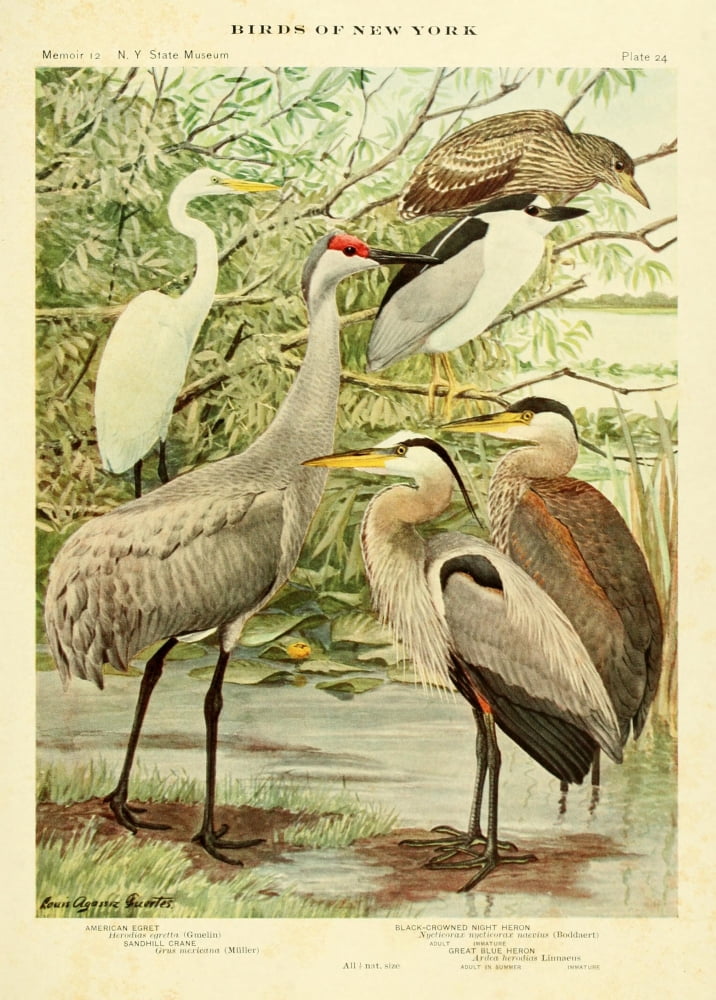 Birds of NY 1914 Egret Crane Heron Canvas Art - LA Fuertes (18 x 24)