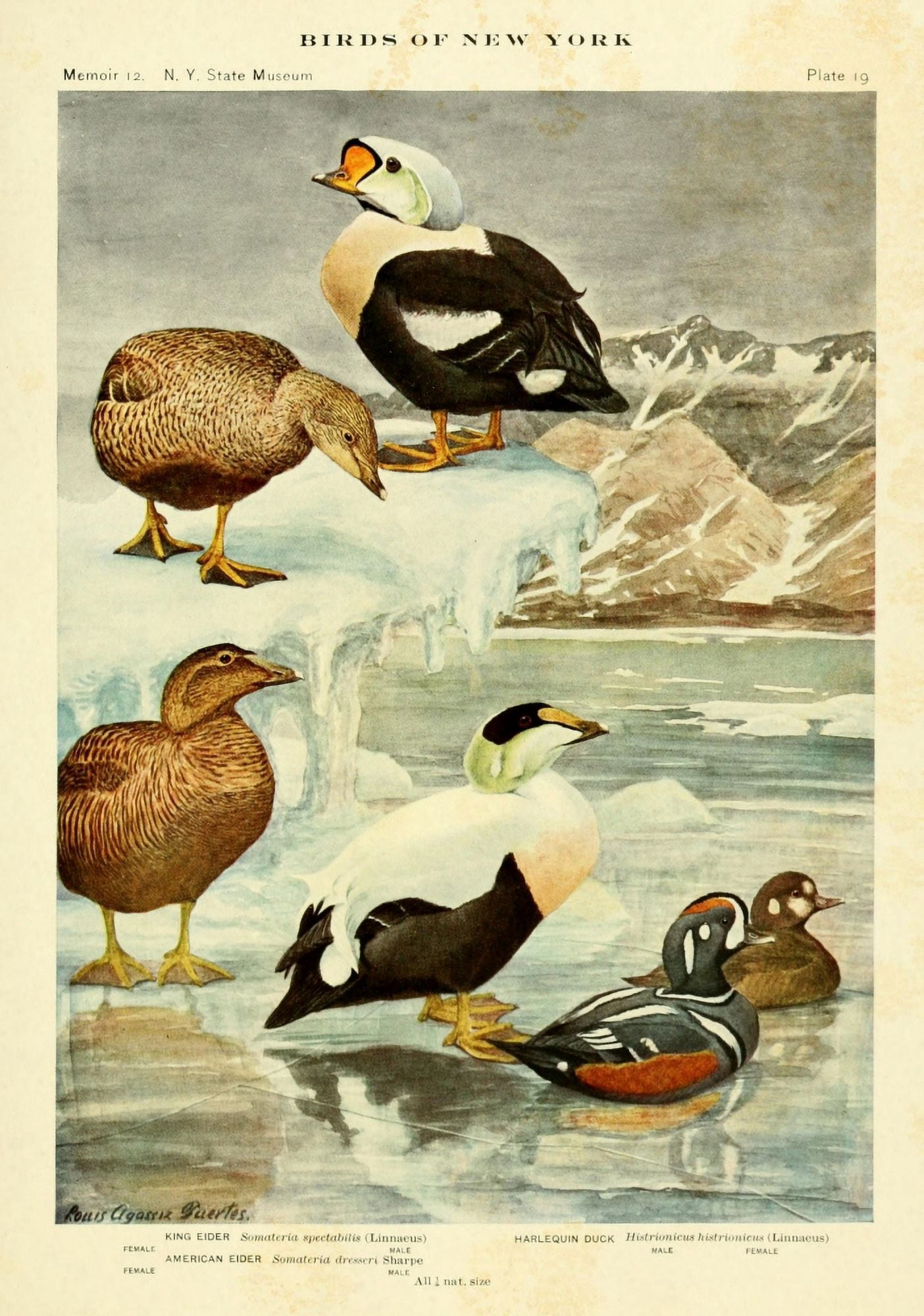 Birds of NY 1914 Eiders Canvas Art - LA Fuertes (18 x 24)