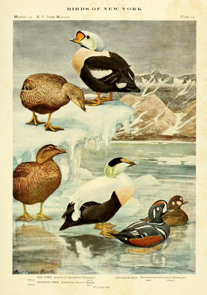 Birds of NY 1914 Eiders Canvas Art - LA Fuertes (24 x 36)