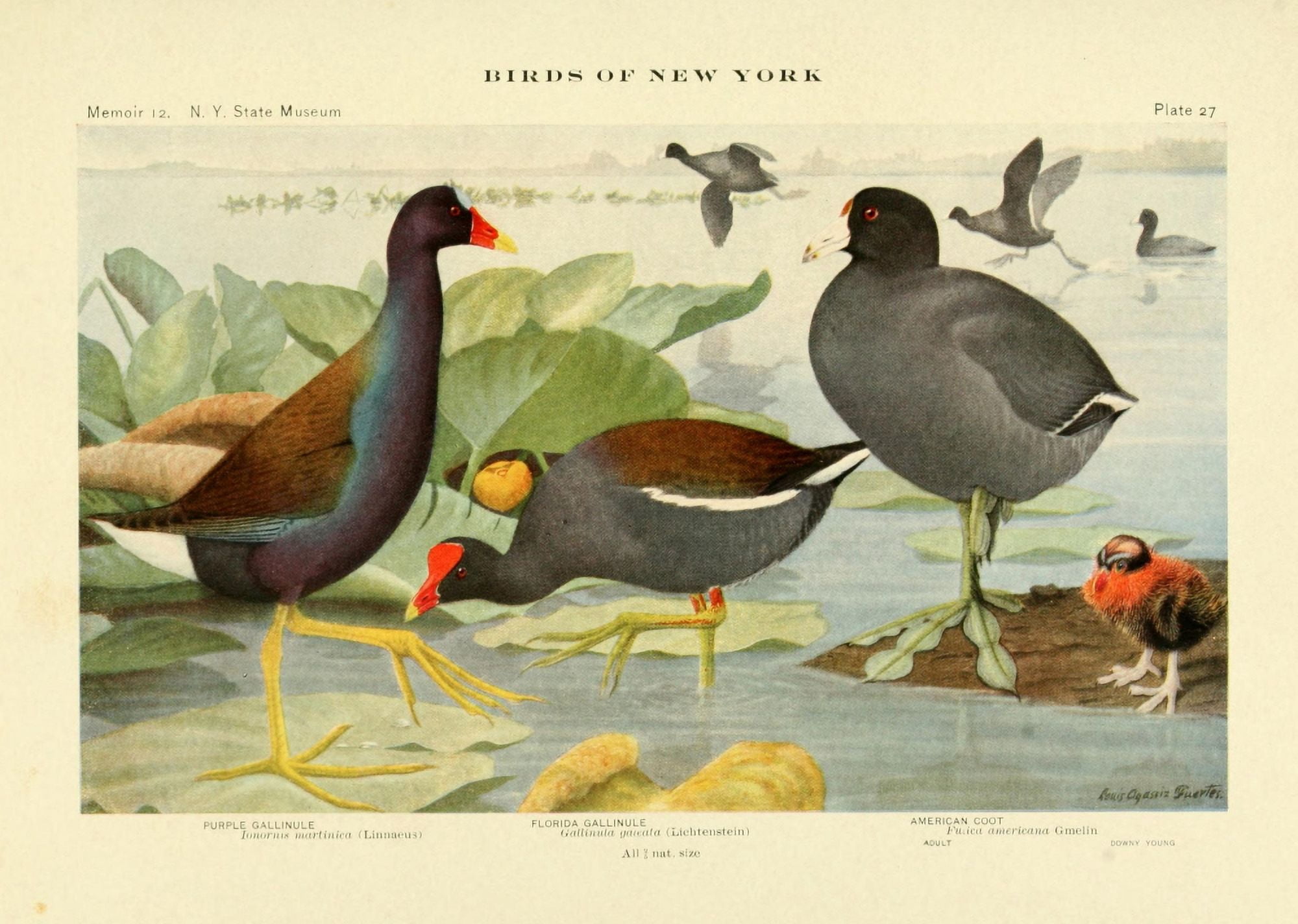 Birds of NY 1914 Gallinule Canvas Art - LA Fuertes (24 x 36)