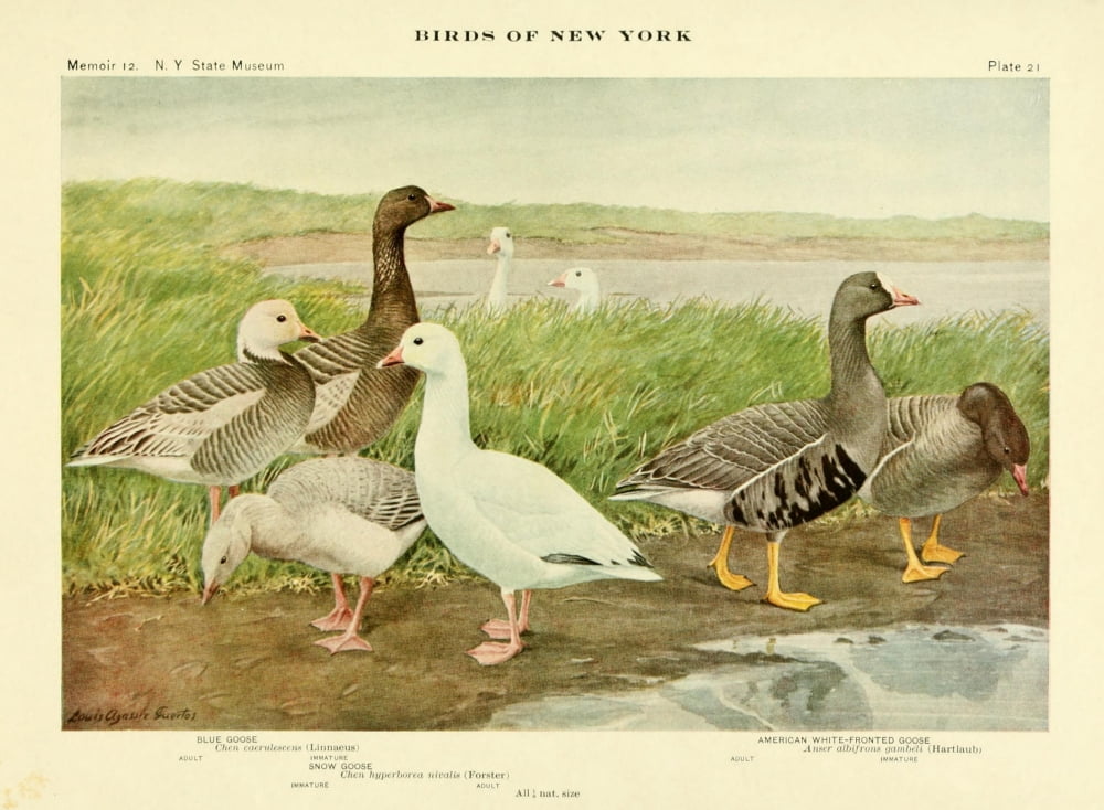 Birds of NY 1914 Geese Canvas Art - LA Fuertes (18 x 24)