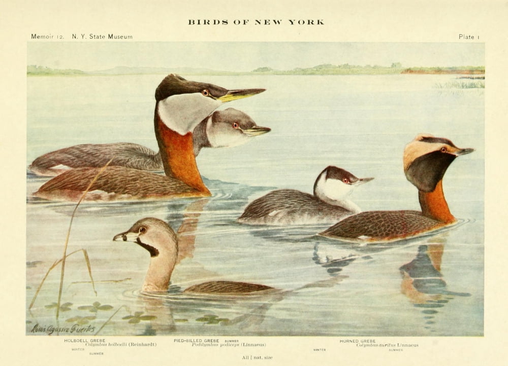 Birds of NY 1914 Grebes Canvas Art - LA Fuertes (18 x 24)