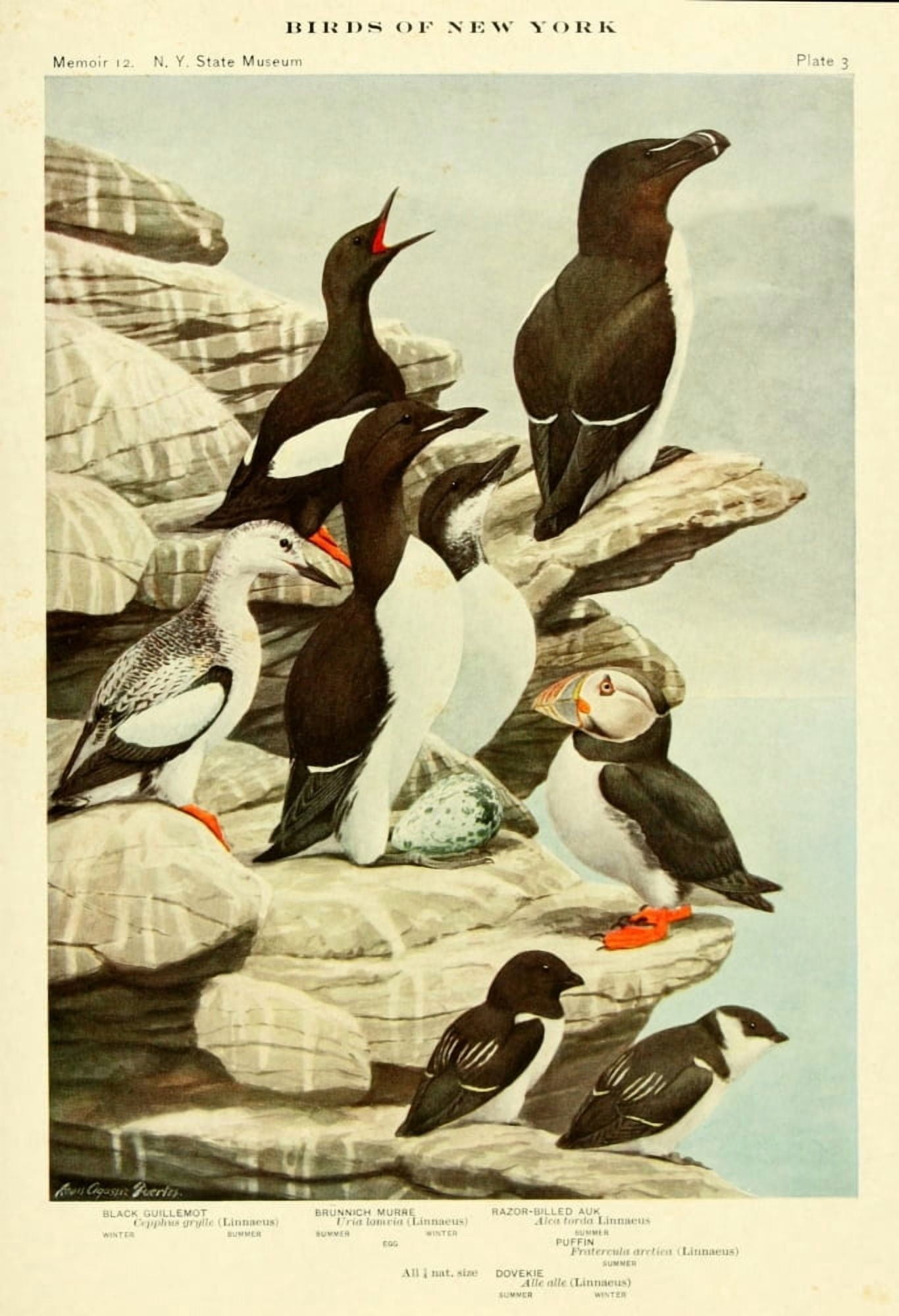 Birds of NY 1914 Guillemot et al Canvas Art - LA Fuertes (18 x 24)