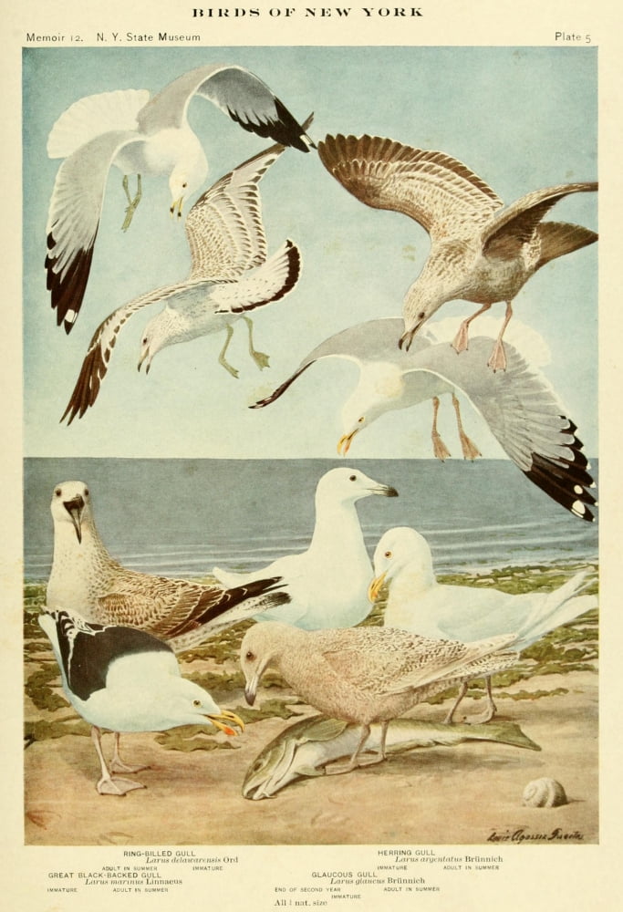 Birds of NY 1914 Gulls Canvas Art - LA Fuertes (18 x 24)