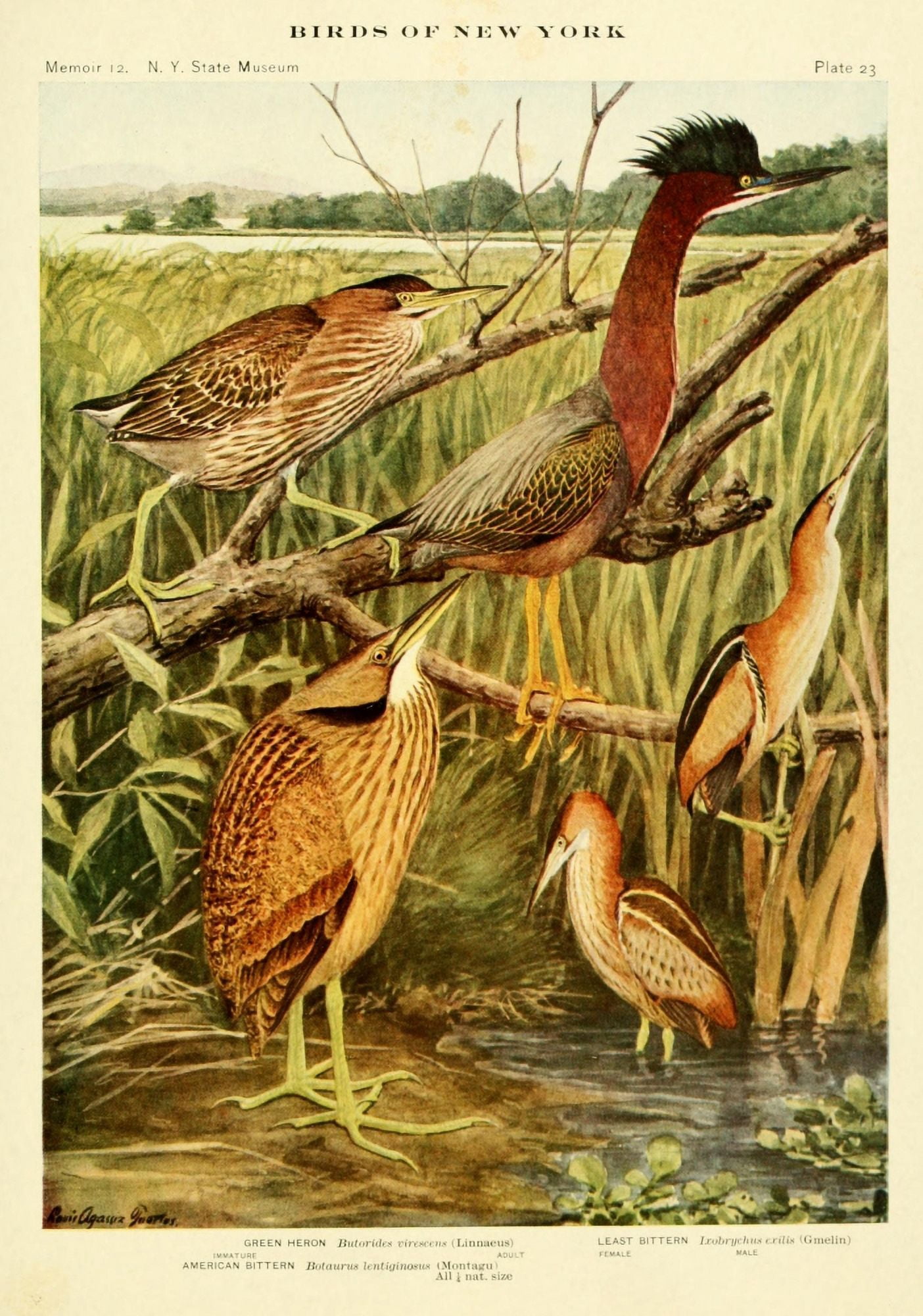 Birds of NY 1914 Heron & Bittern Canvas Art - LA Fuertes (18 x 24)