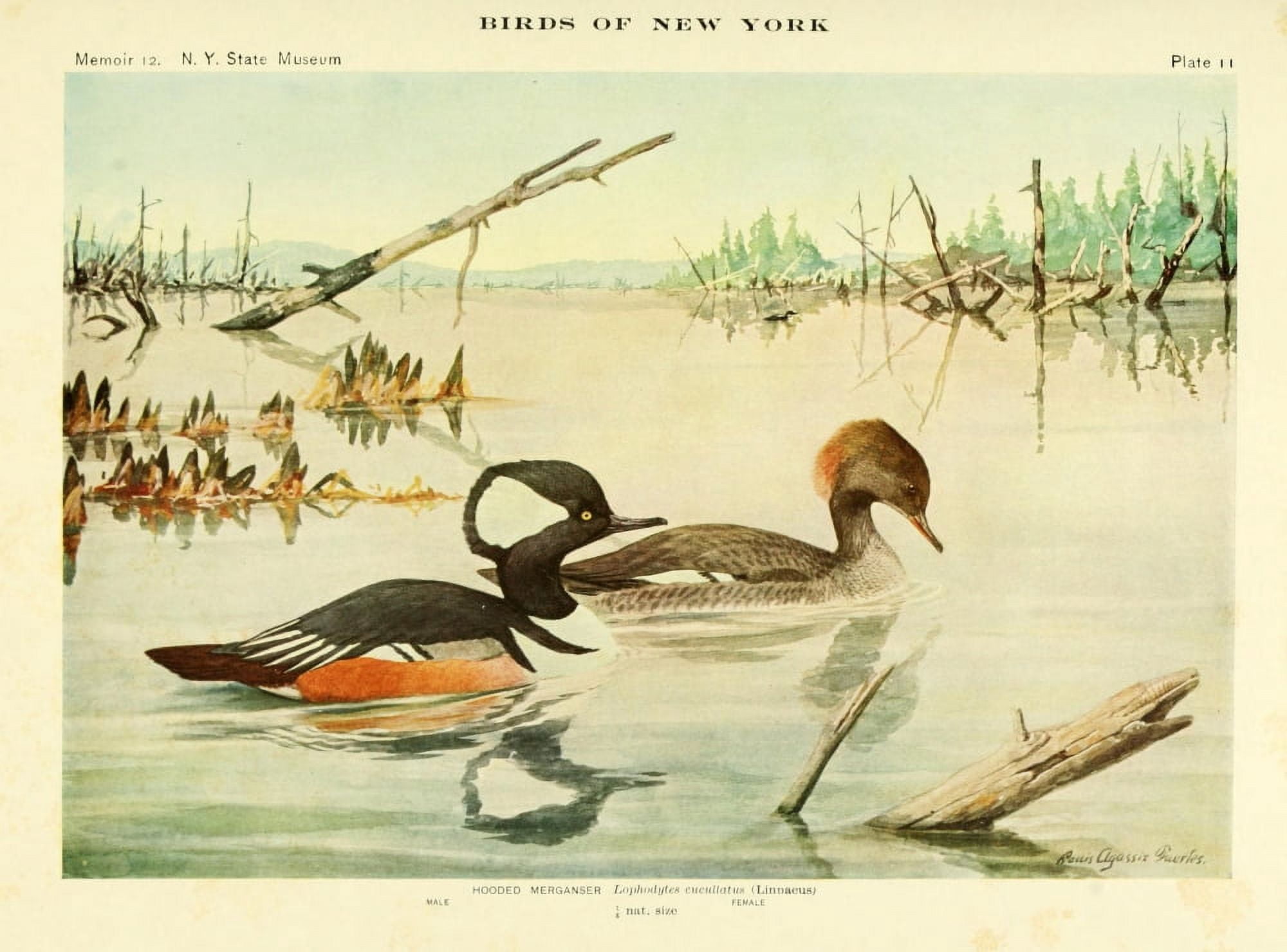 Birds of NY 1914 Hooded Merganser Canvas Art - LA Fuertes (24 x 36)