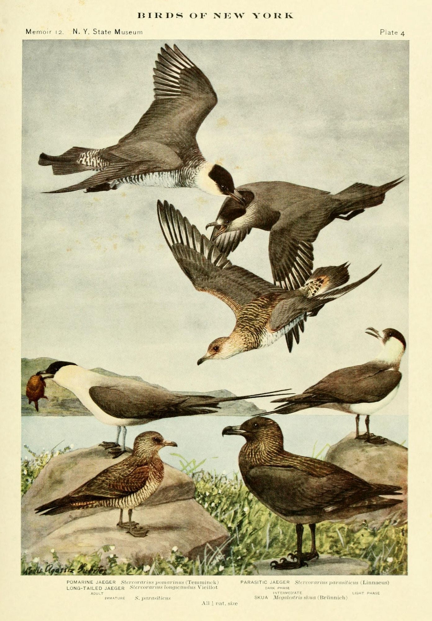 Birds of NY 1914 Jaegers Canvas Art - LA Fuertes (18 x 24)