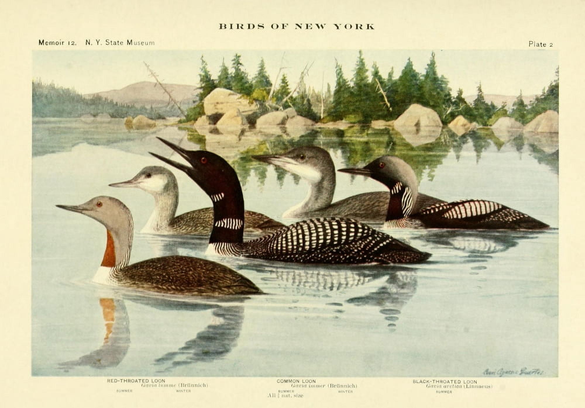 Birds of NY 1914 Loons Canvas Art - LA Fuertes (24 x 36)