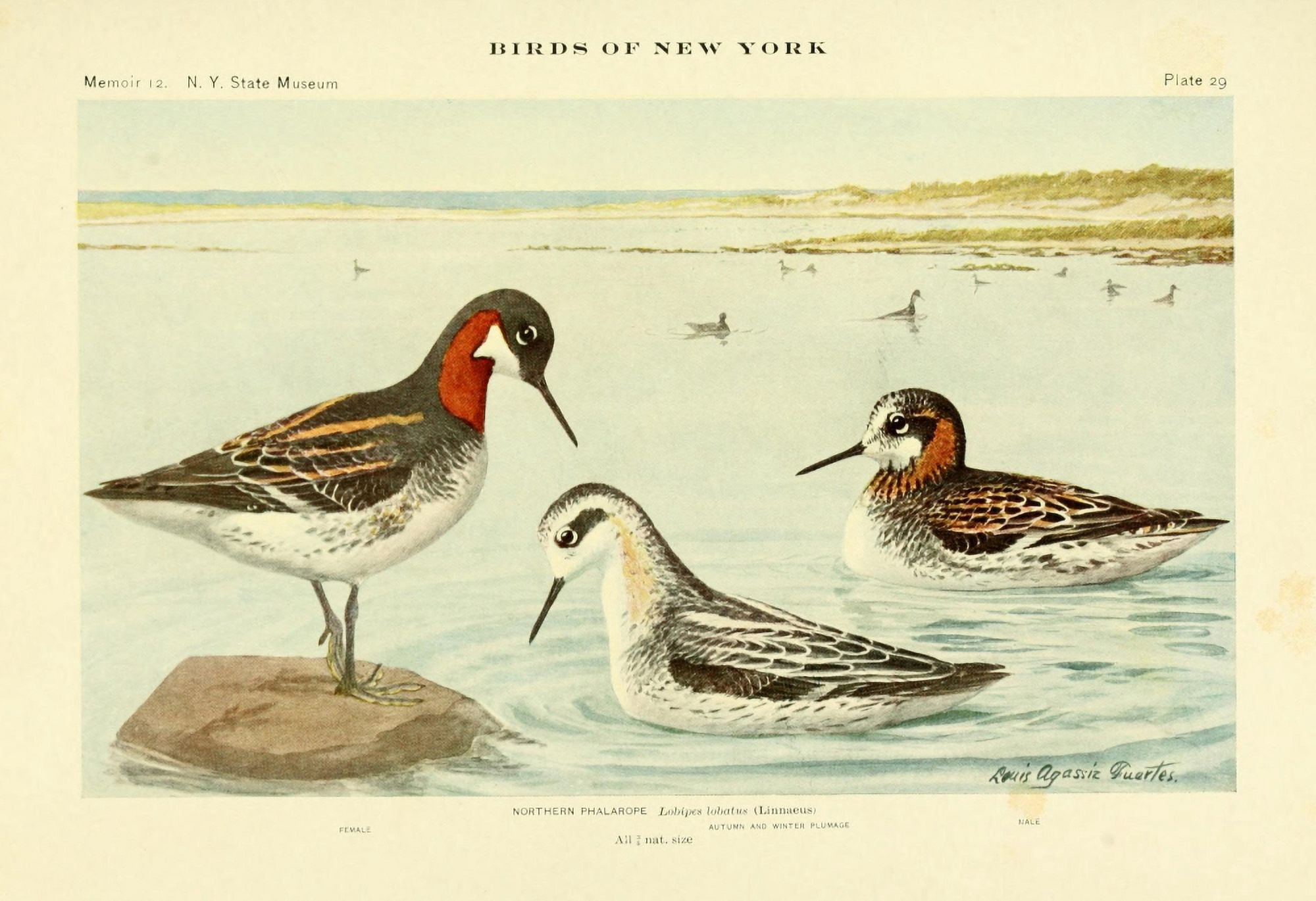 Birds of NY 1914 Northern Phalarope Canvas Art - LA Fuertes (24 x 36)