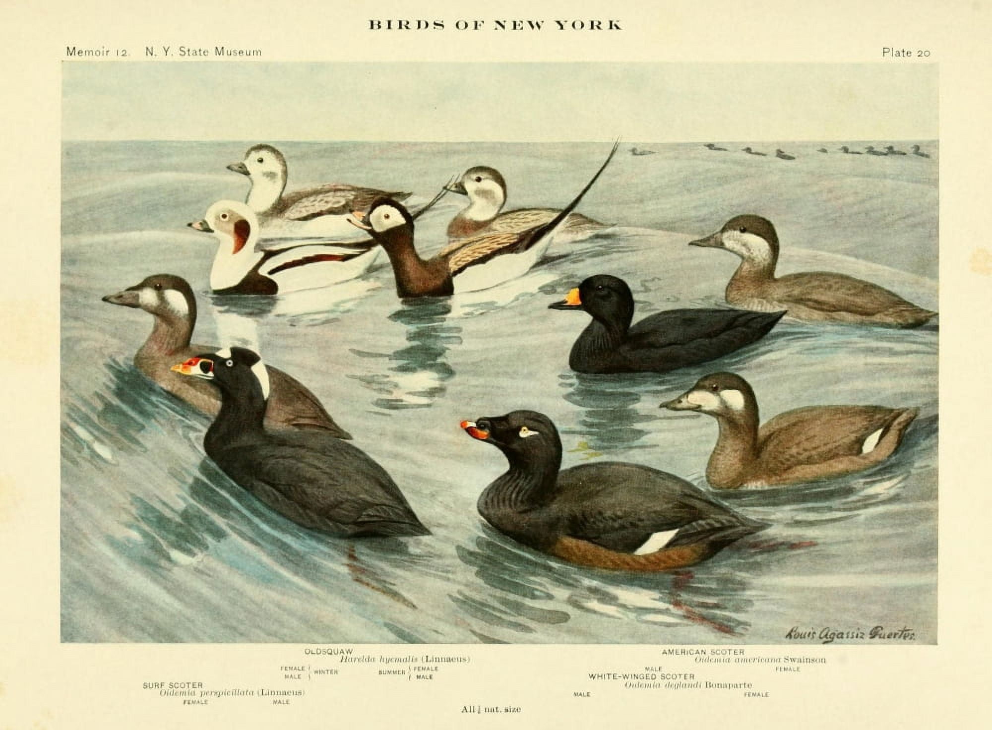 Birds of NY 1914 Oldsquaw Canvas Art - LA Fuertes (24 x 36)