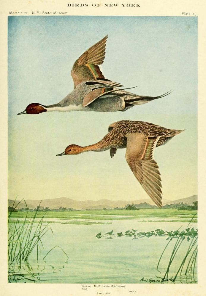 Birds of NY 1914 Pintail Canvas Art - LA Fuertes (18 x 24)