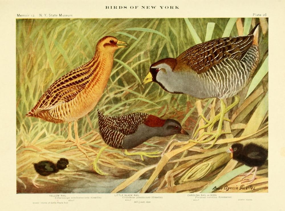 Birds of NY 1914 Rails 2 Canvas Art - LA Fuertes (18 x 24)
