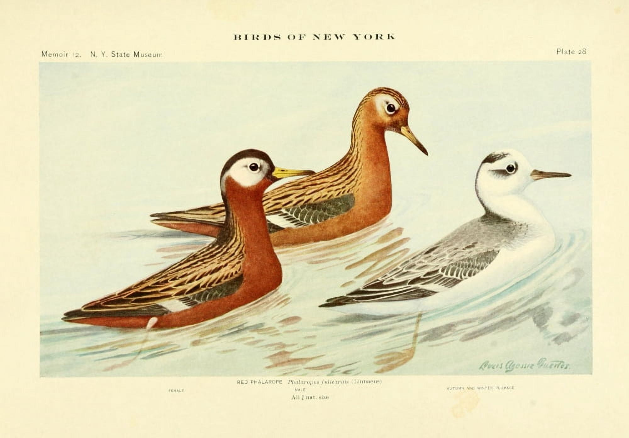 Birds of NY 1914 Red Phalarope Canvas Art - LA Fuertes (24 x 36)