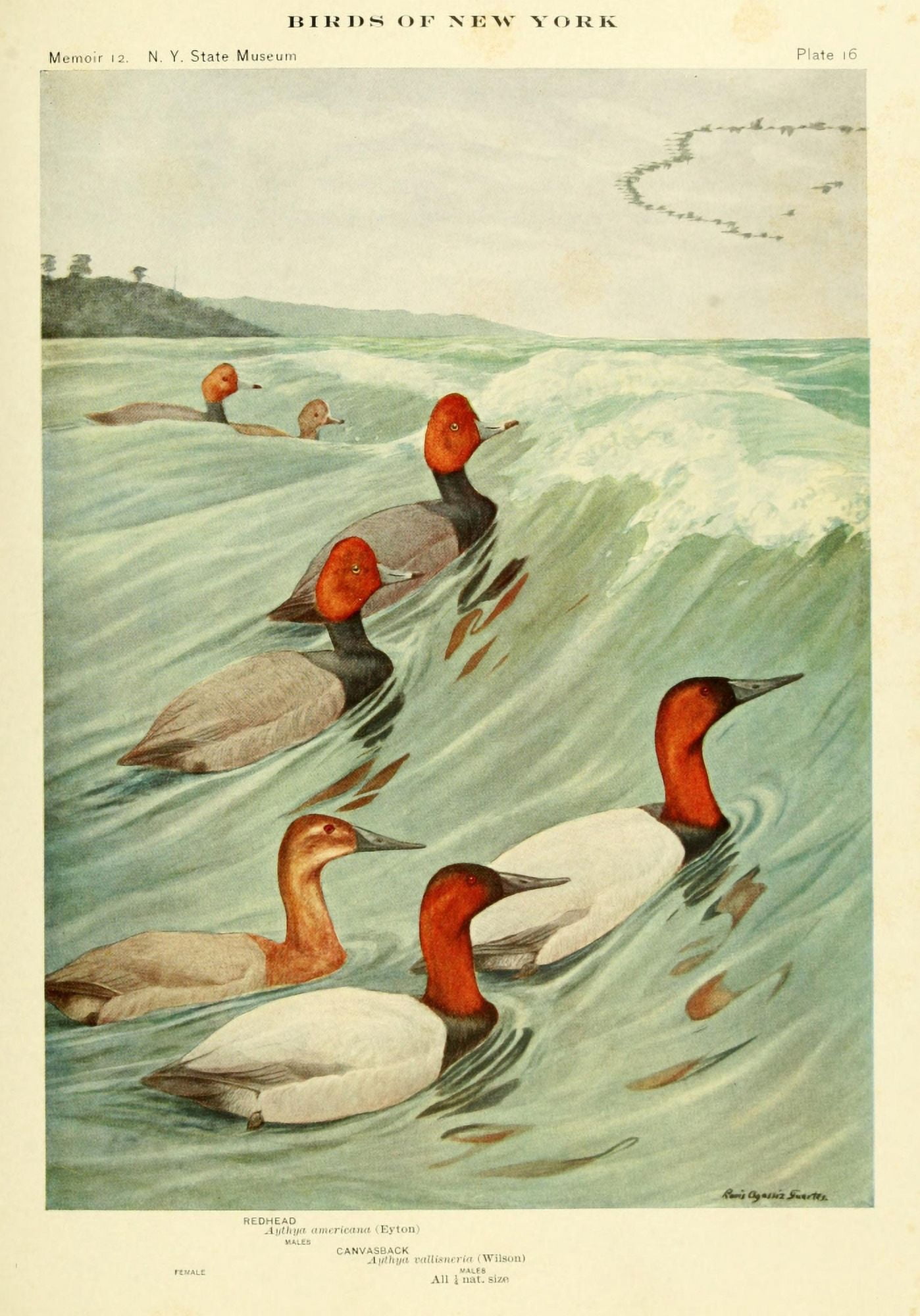 Birds of NY 1914 Redhead Canvas Art - LA Fuertes (18 x 24)
