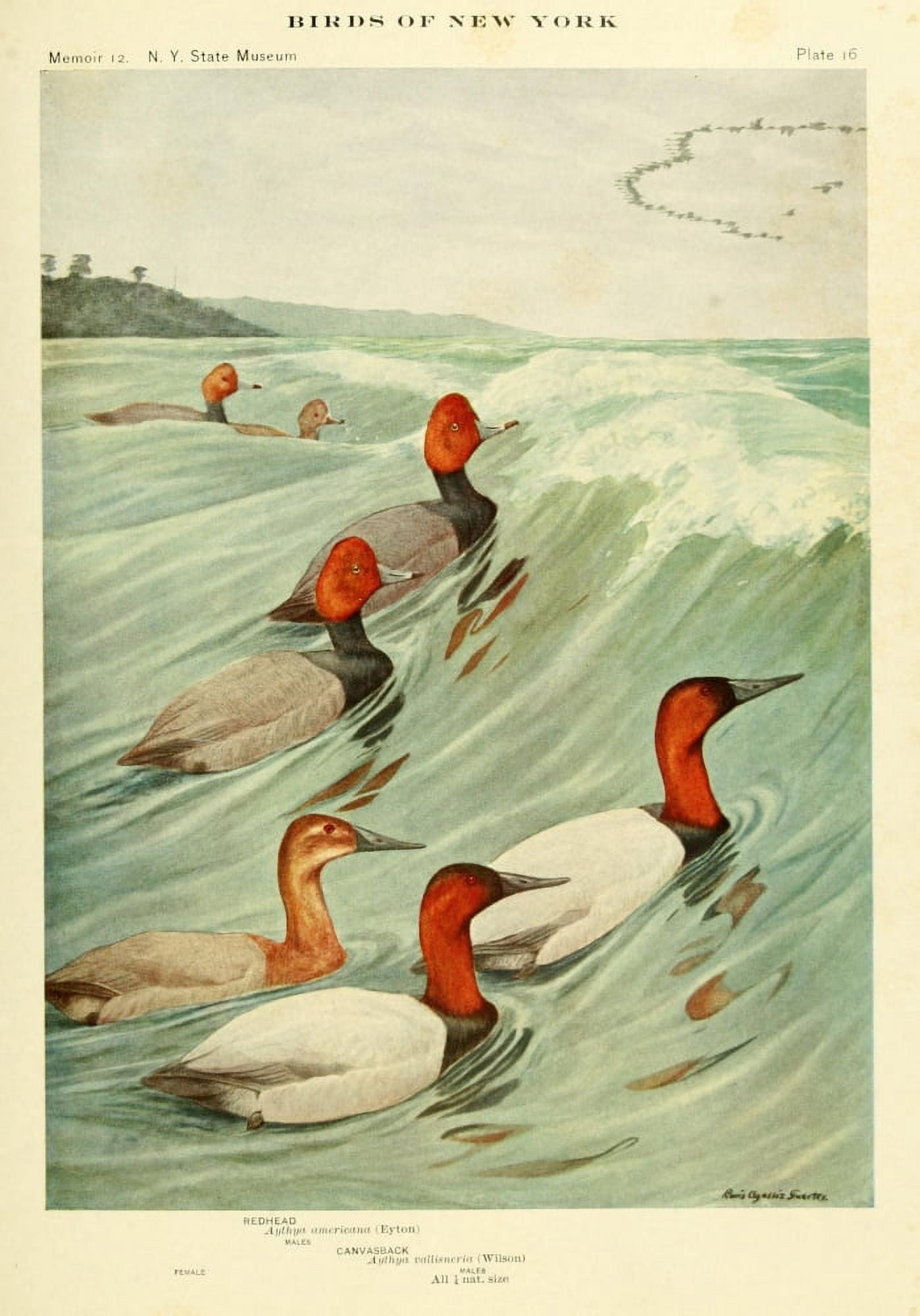 Birds of NY 1914 Redhead Canvas Art - LA Fuertes (24 x 36)