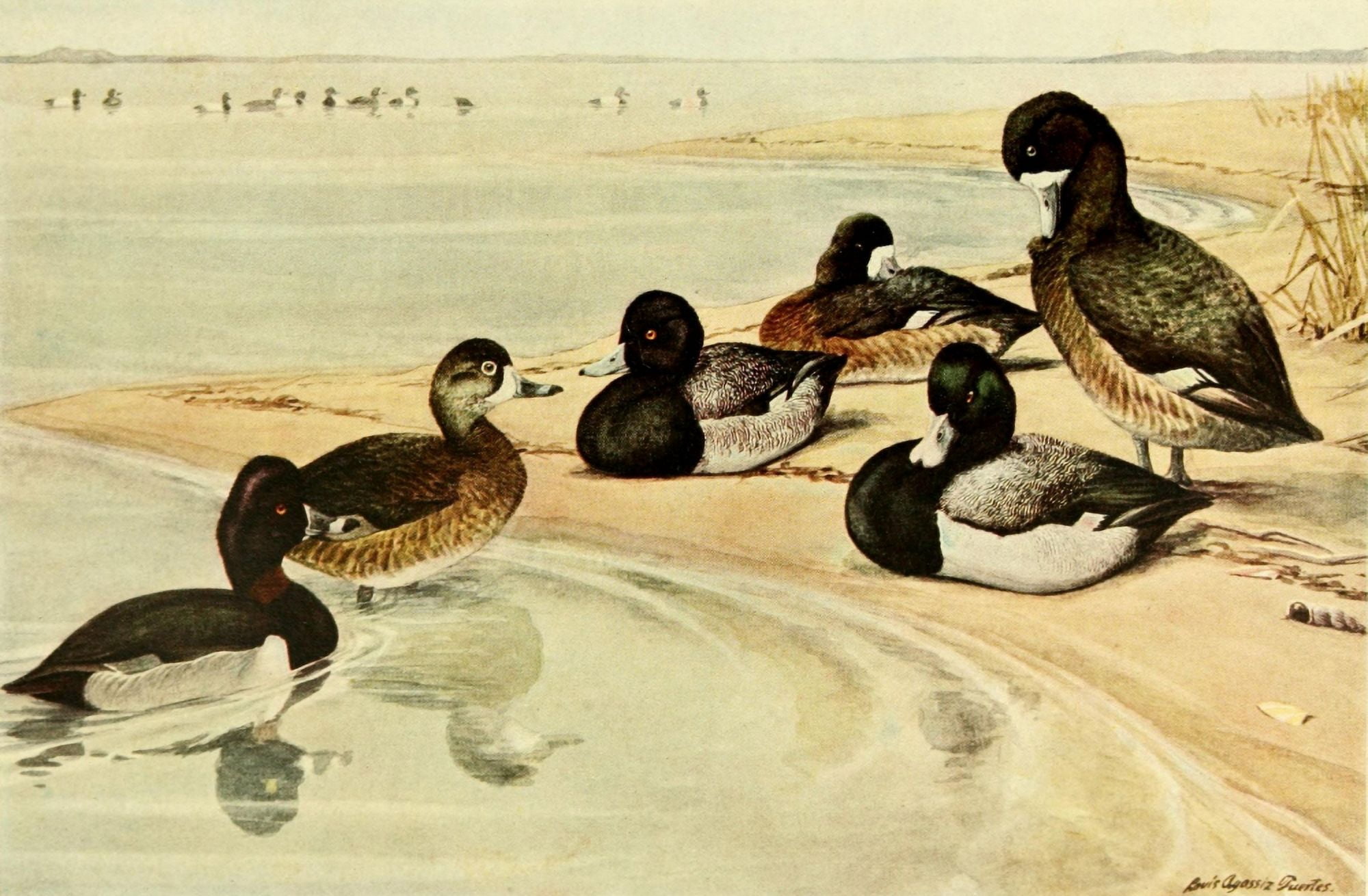 Birds of NY 1914 Ring-necked Duck Canvas Art - LA Fuertes (24 x 36)