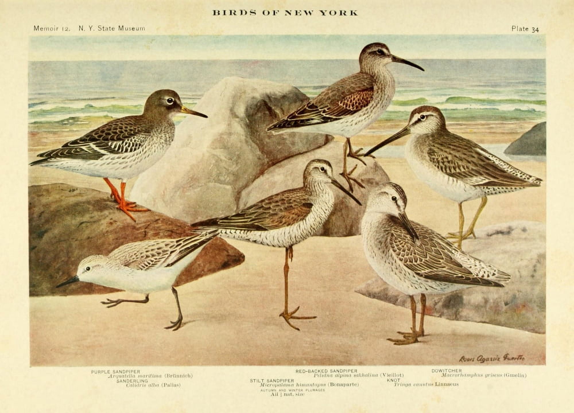 Birds of NY 1914 Sandpipers 1 Canvas Art - LA Fuertes (18 x 24)