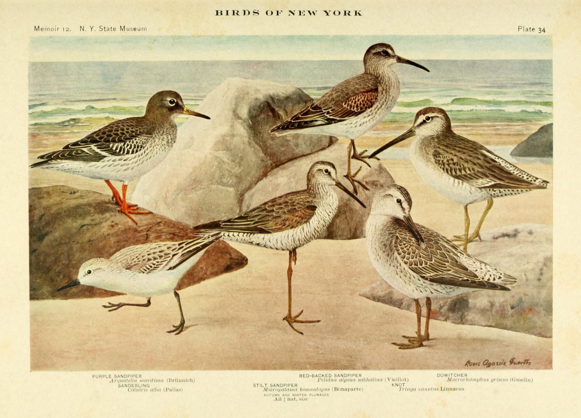 Birds of NY 1914 Sandpipers 1 Canvas Art - LA Fuertes (24 x 36)