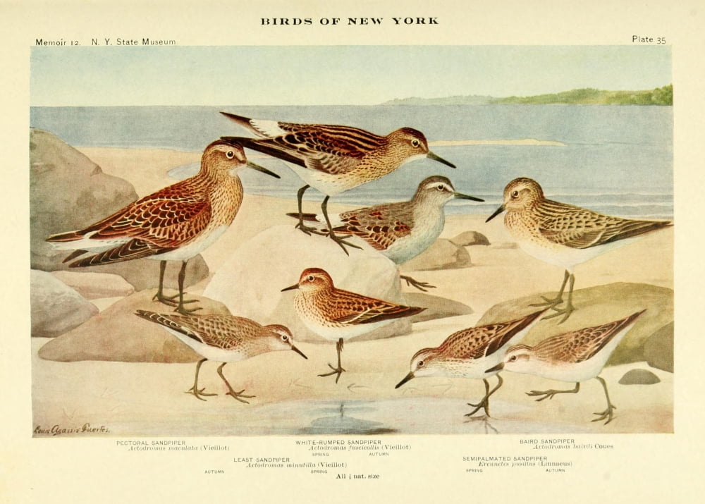 Birds of NY 1914 Sandpipers 2 Canvas Art - LA Fuertes (24 x 36)