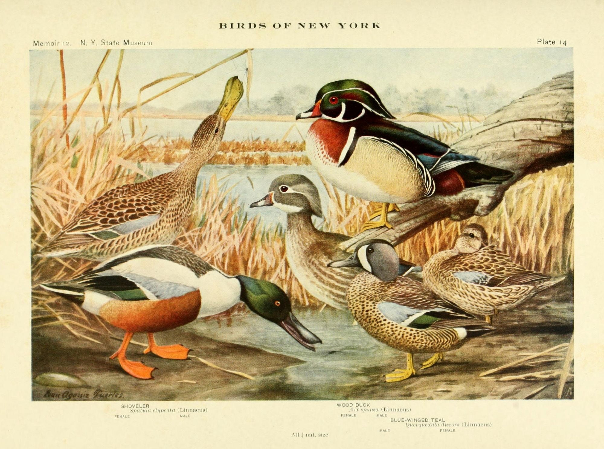 Birds of NY 1914 Shoveler Canvas Art - LA Fuertes (18 x 24)
